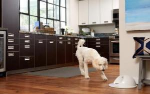 這款伴侶機器人能夠照看狗 還可以與狗玩游戲