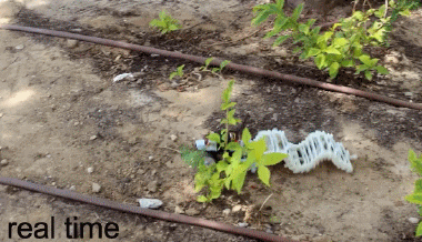 造個波浪！看小機器人如何扭動前進
