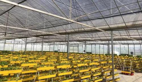 蔬菜也能玩漂移！科鈦機(jī)器人助力江蘇省農(nóng)科院打造農(nóng)業(yè)自動(dòng)化