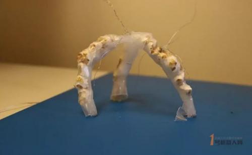 爆米花也能驅(qū)動機(jī)器人？