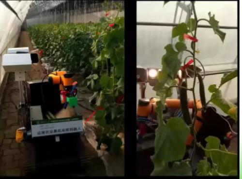 摘瓜、噴藥、除草——博田機器人研發(fā)種地“能手”