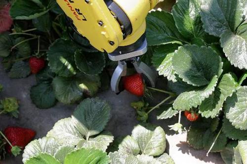 農(nóng)場里將有采摘機(jī)器人，一臺機(jī)器能完成30人的工作