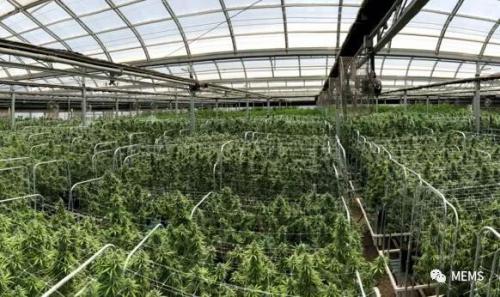 驚訝！激光雷達(dá)在大麻種植領(lǐng)域的高需求 