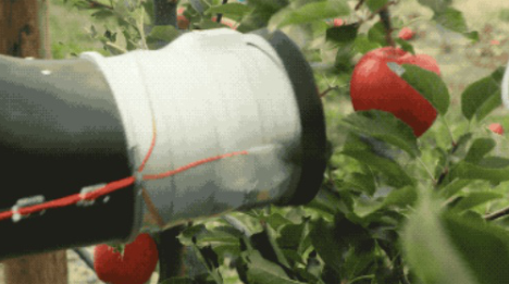 機器人摘蘋果 果農的“世界末日”來臨了嗎？