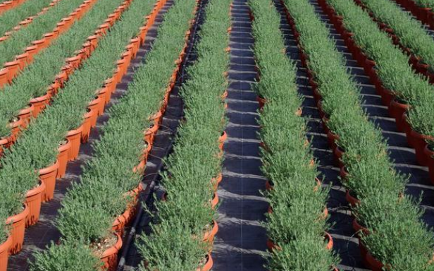 這些國(guó)家的植物工廠，已經(jīng)完全可以用智能機(jī)器人代替人工了！