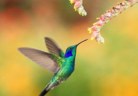 可怕 這種AI蜂鳥機(jī)器人將是未來(lái)戰(zhàn)爭(zhēng)的大殺器