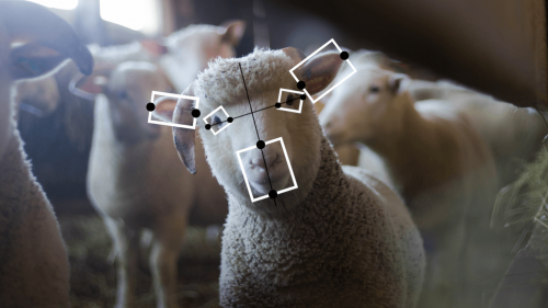 人工智能的下一個道德挑戰(zhàn)：如何對待動物 