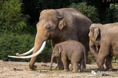 動(dòng)進(jìn)重載AGV(10噸)：以前漢子駝，現(xiàn)在駝漢子