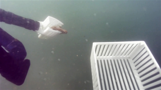 水下機(jī)器人產(chǎn)業(yè)未來可期 ——2020年全國水下機(jī)器人（大連）大賽側(cè)記