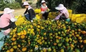 智慧物流運(yùn)安遠(yuǎn)縣農(nóng)業(yè)“出山”：機(jī)器人送貨，蔬菜搭“繩”