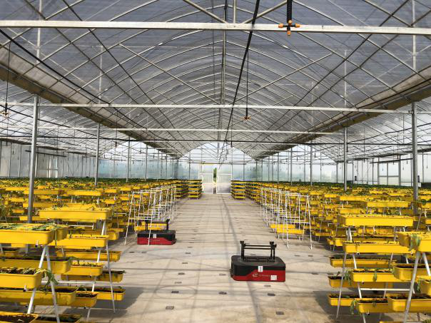 案例分享 | 科鈦AGV小車助力智慧農(nóng)業(yè)的發(fā)展