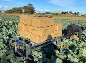 日本ATTRAC 公司開發(fā)卷心菜搬運(yùn)機(jī)器人