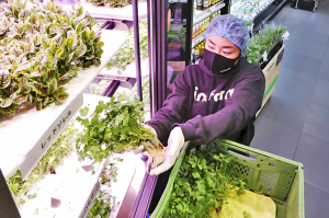 自動(dòng)化、人工智能讓蔬菜工廠在日本發(fā)展