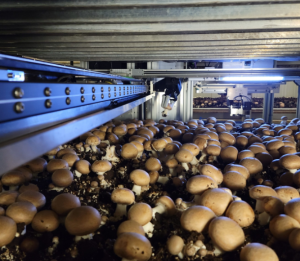 Mycionics機(jī)器人收割系統(tǒng)_中國AGV網(wǎng)(m.wnmc.org.cn) Mycionics機(jī)器人收割系統(tǒng)_中國AGV網(wǎng)(m.wnmc.org.cn)