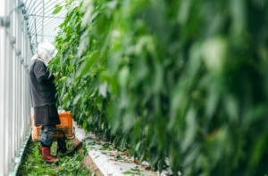 日本AGRIST公司開(kāi)發(fā)農(nóng)業(yè)收割機(jī)器人可遠(yuǎn)程控制