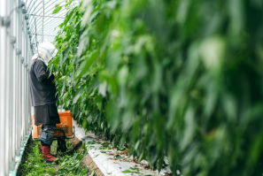 日本公司開(kāi)發(fā)遙控收割機(jī)器人致力智慧農(nóng)業(yè)