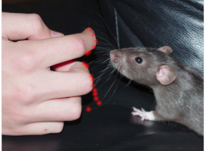 觸摸感應(yīng)：移動(dòng)機(jī)器人導(dǎo)航的重要工具