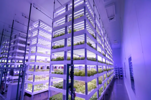 Ai驅(qū)動的草莓工廠：Agroz室內(nèi)種植并引入人形機(jī)器人運(yùn)維