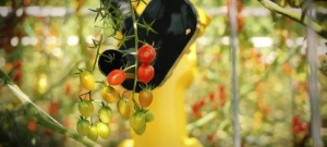 發(fā)那科機器人+AI：采收番茄實現(xiàn)50%人力節(jié)省